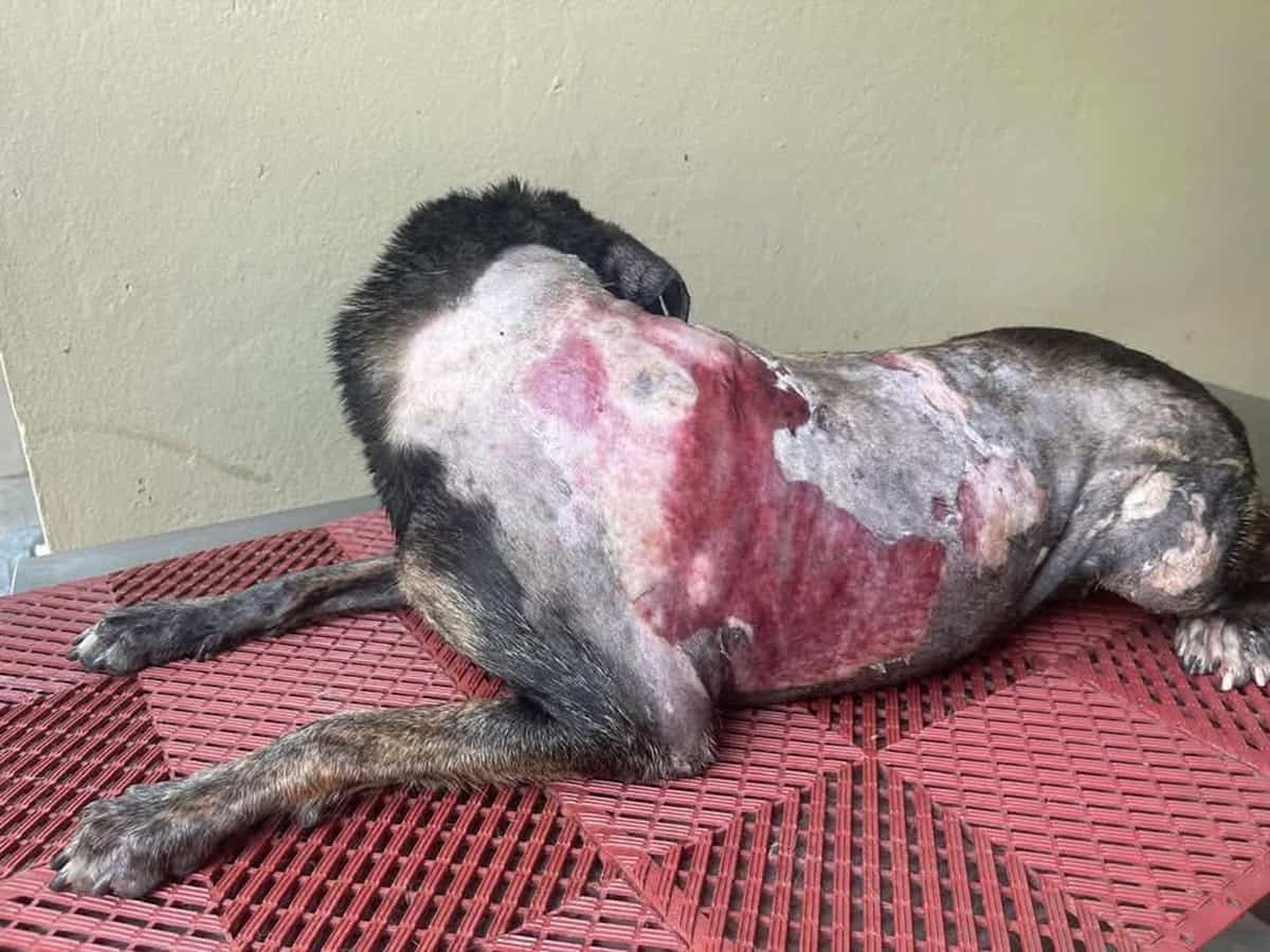 Cruauté envers les animaux : une femme incendie un chien cherchant refuge sous la pluie avec ses chiots