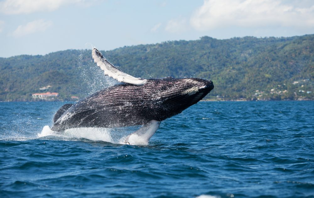La République Dominicaine désignée comme la nouvelle destination incontournable pour le tourisme d’aventure par USA Today