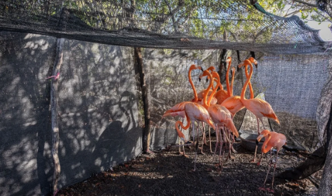 Les autorités remettent 12 flamants roses des Caraïbes dans leur habitat naturel à Baní