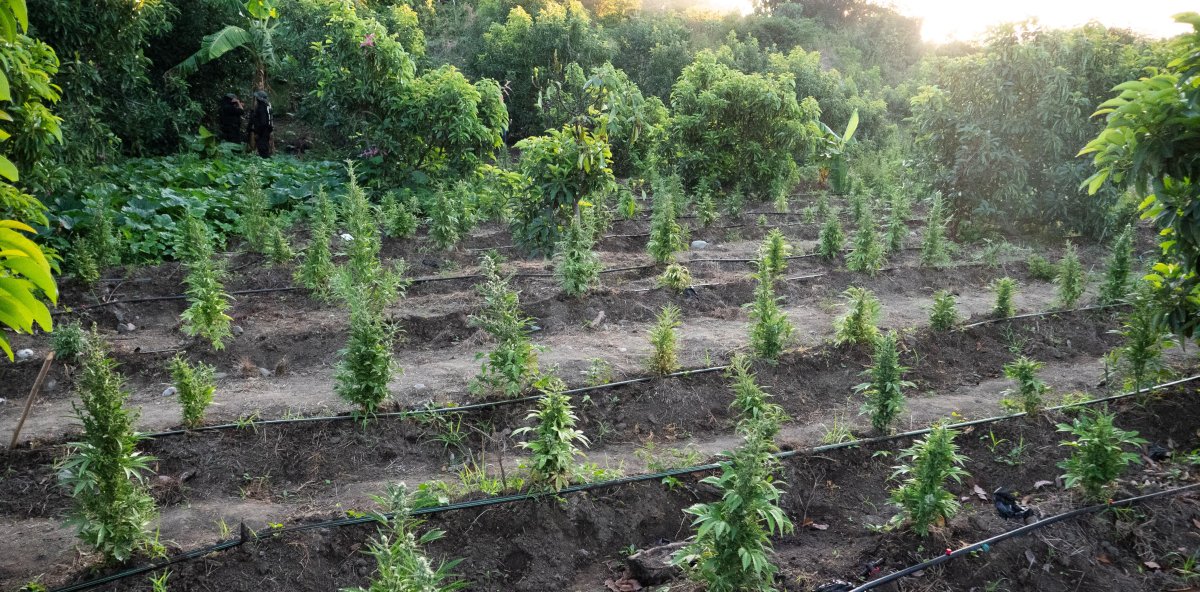 Serre illégale : entre café, bananes et marijuana, découvrez ce qui se cultivait dans ces montagnes