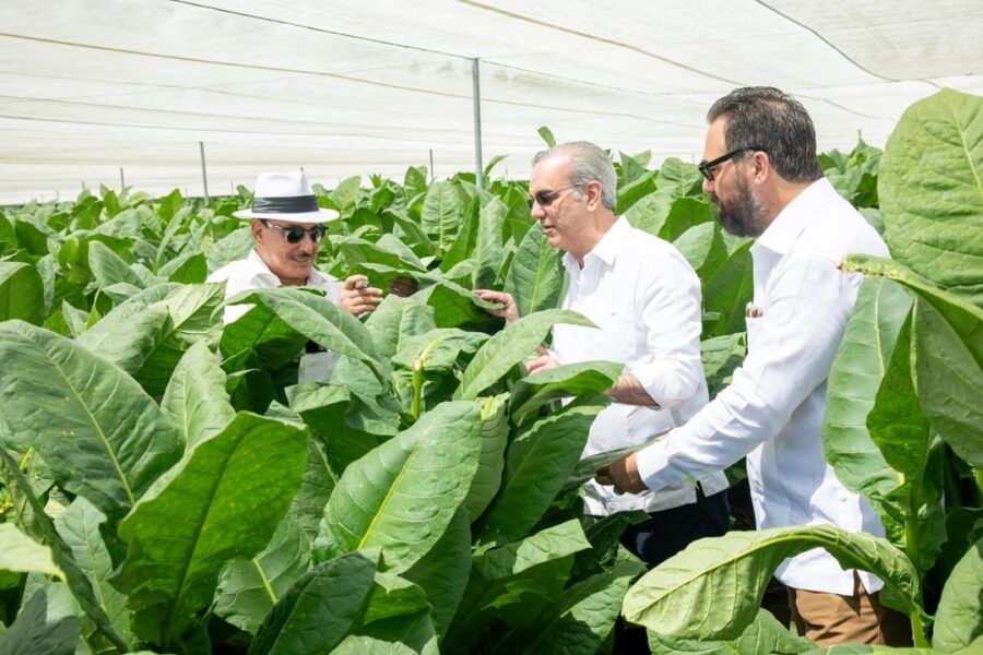 Abinader visite la ferme La Milagrosa pour booster l'innovation dans la culture du tabac